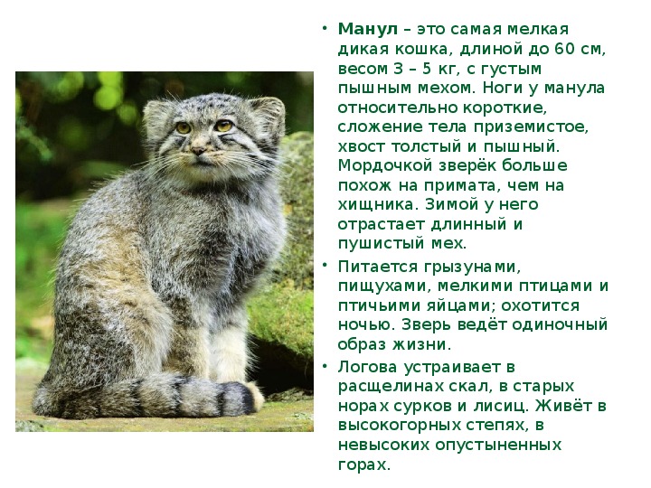 Манул в домашних условиях: особенности содержания