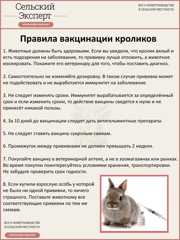 Прививки кроликам: схема вакцинации для начинающих