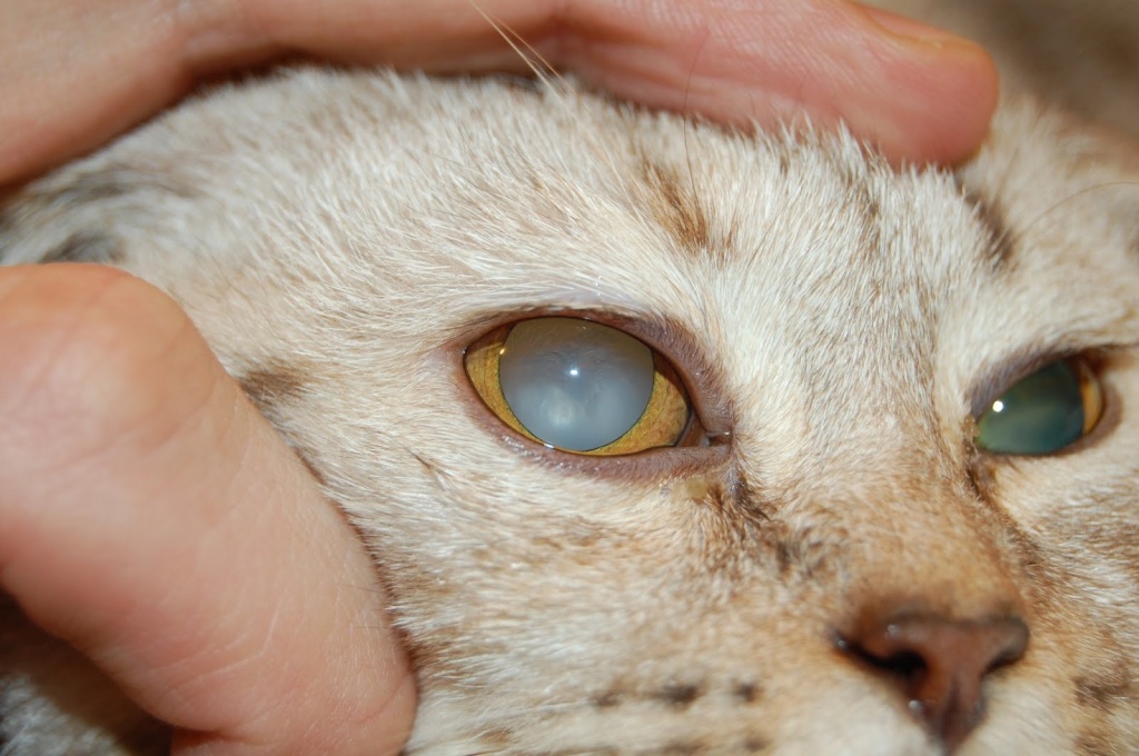 Катаракта у кошек - симптомы и лечение катаракты у котов и котят - kupipet.ru