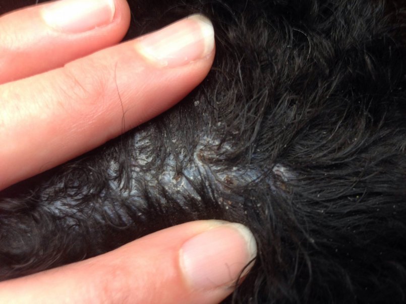 Подкожные глисты у собак: пути передачи, диагностика и лечение | ваши питомцы