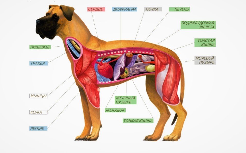 Костное строение собаки для ветеринарной информации