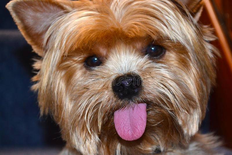 Учащенное дыхание у собак: причины и их объяснения | звери дома