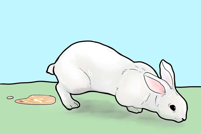 Как вылечить диарею у кроликов - wikihow