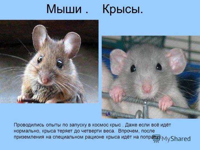 Кто пищит мыши или крысы. как отличить мышей от крыс. как отличить мышей от крыс основные признаки