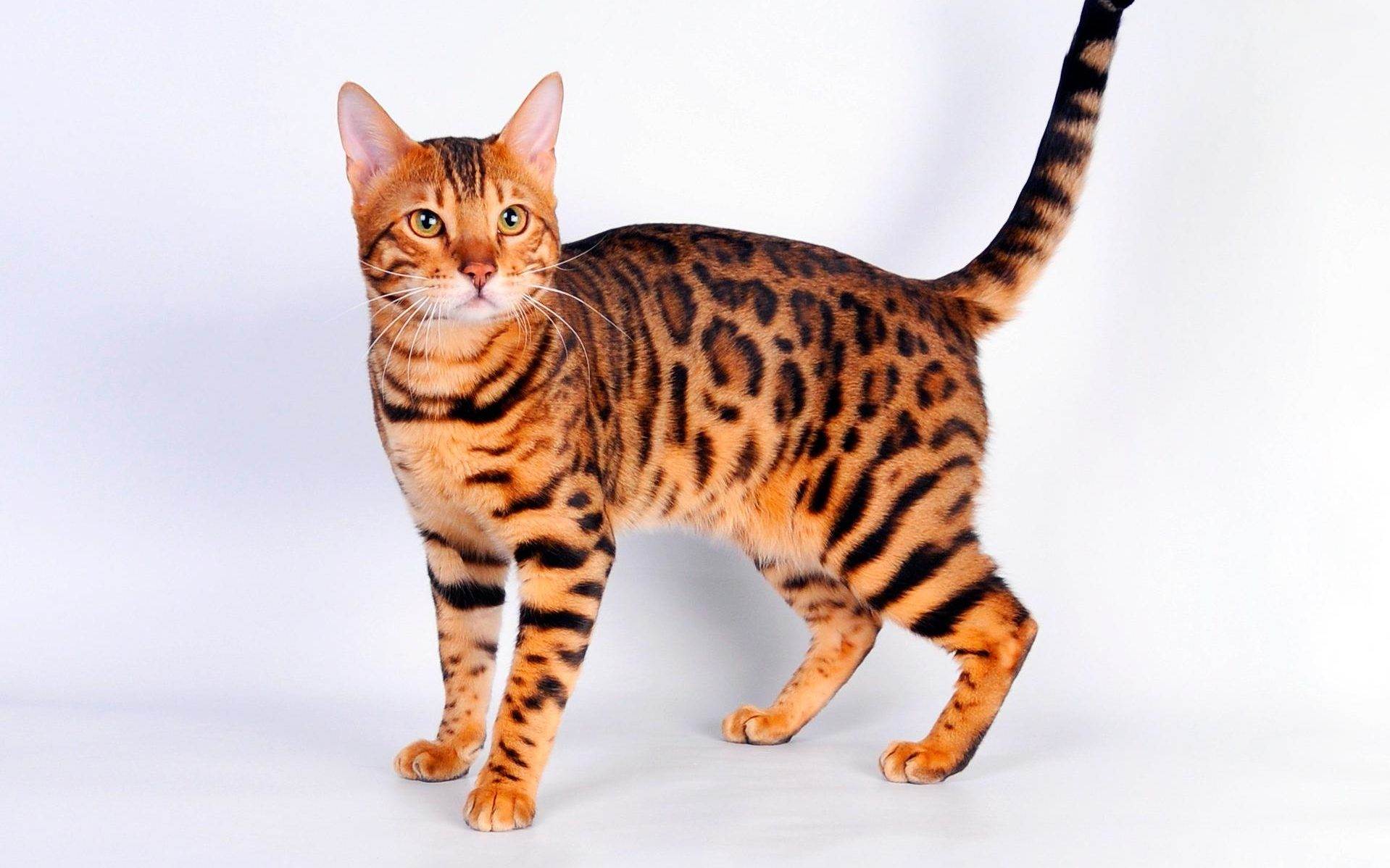 Тигровые кошки (25 фото): описание пород котов тигрового окраса. содержание домашних котят, похожих на тигрят