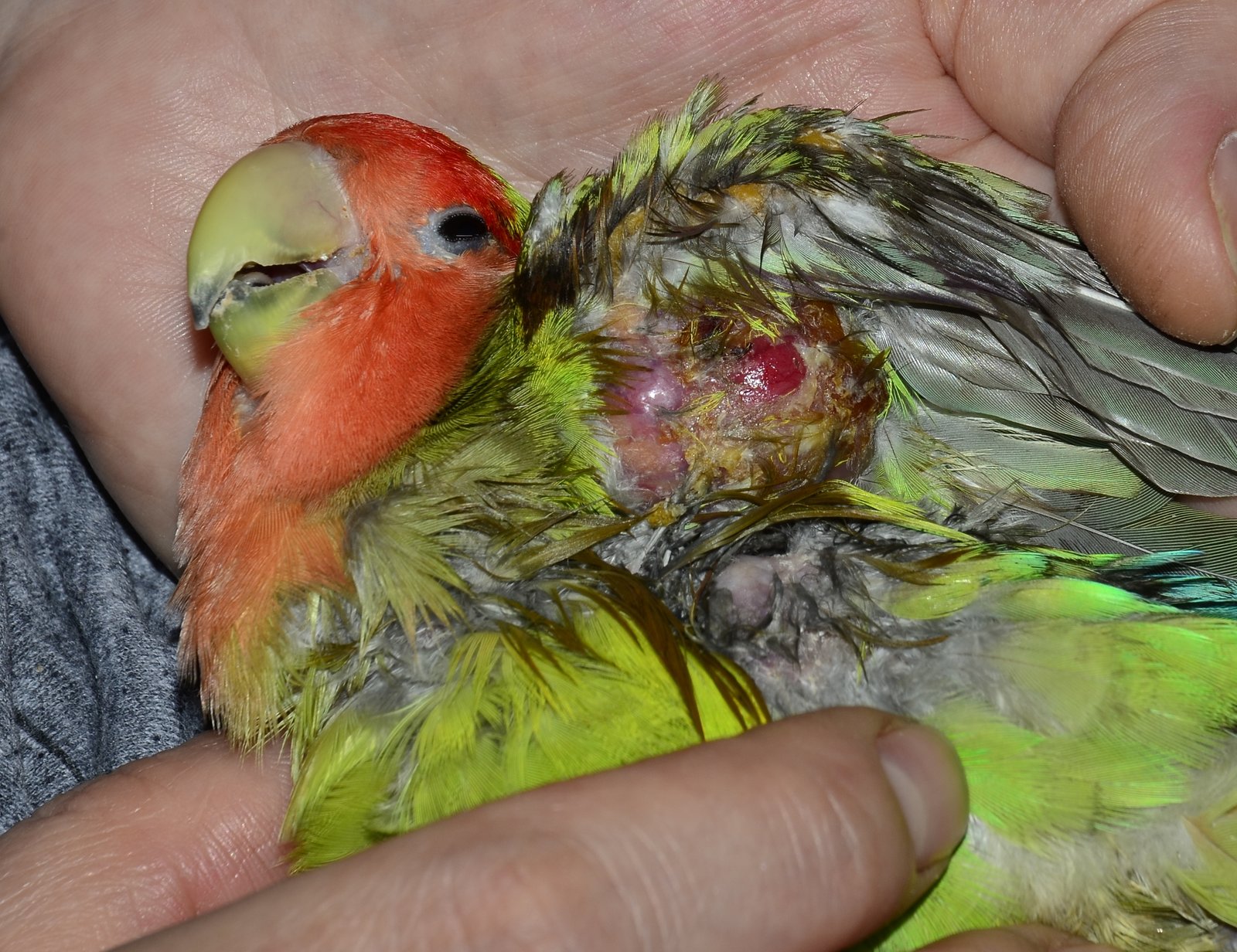 ? понос у волнистого попугая — симптомы, причины, лечение