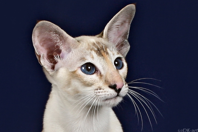 Сейшельская кошка: внешний вид, характер, уход