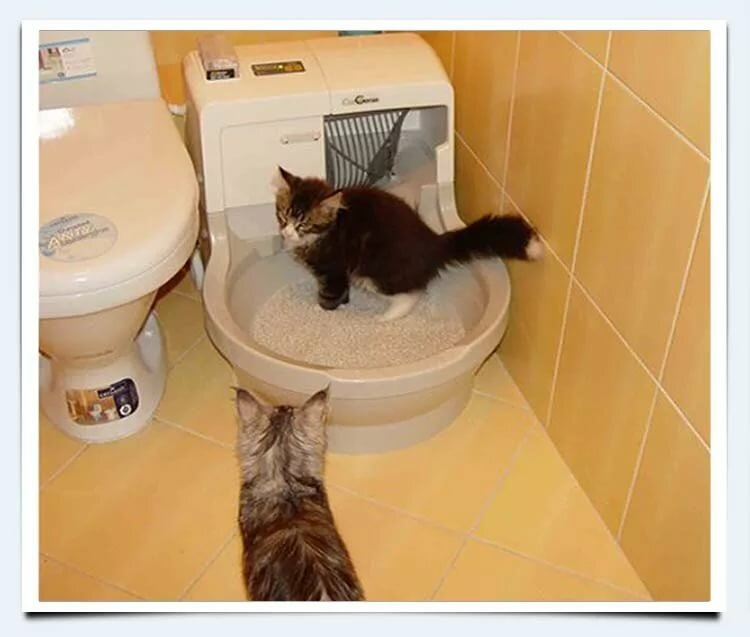 Кот не может сходить в туалет — что делать?