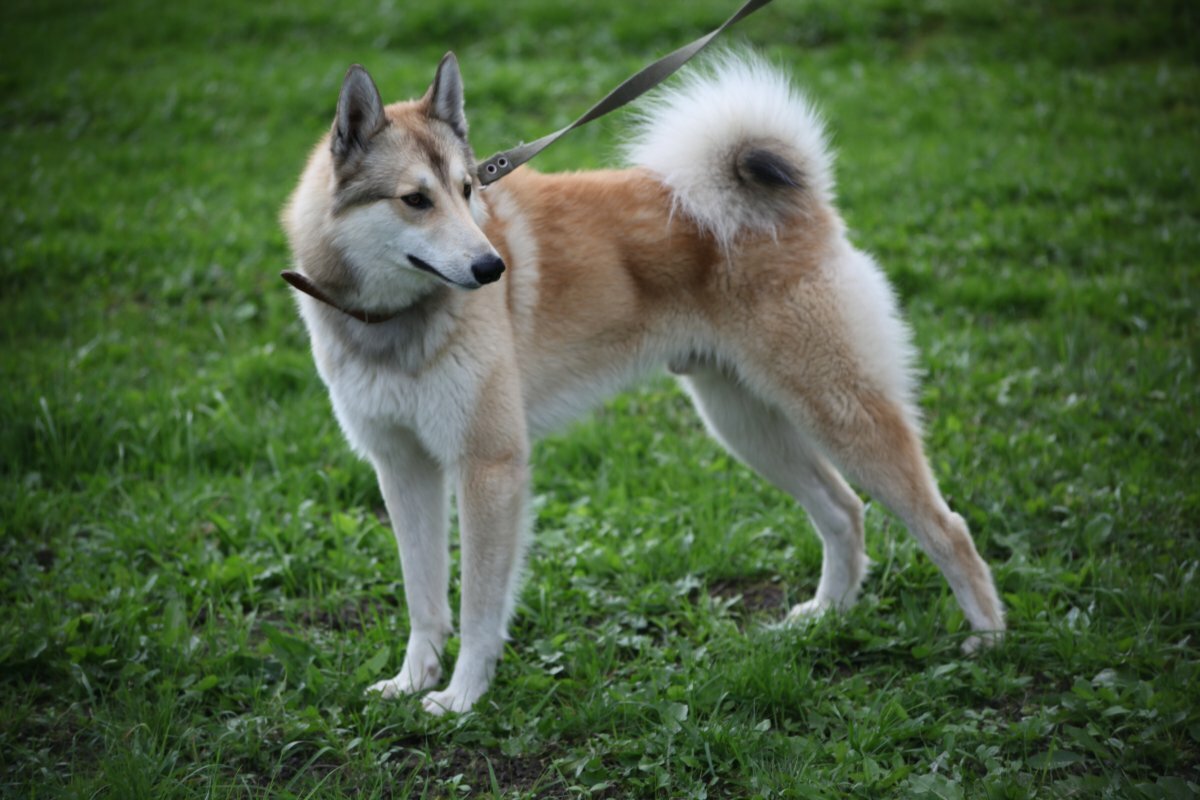 Собаки породы лайка: разновидности, фото и описание, особенности ухода - animallist.ru