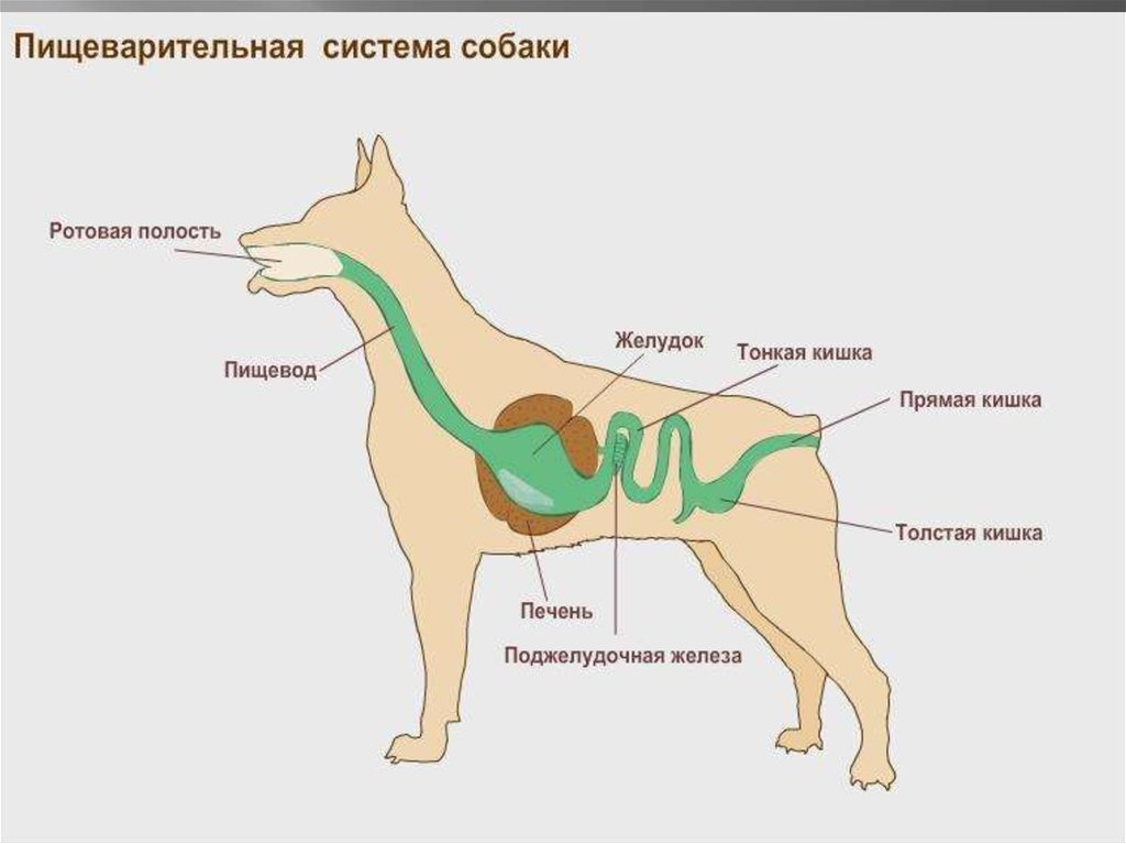 Пищеварительная система животных. Пищеварительная система собаки схема. Система пищеварения собаки схема. Строение пищеварительной системы собаки. Схема расположения органов пищеварения собаки.