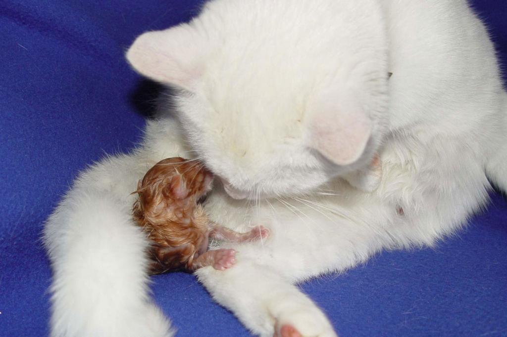 Кровотечение у кошки после родов: норма и отклонение, лечение, уход