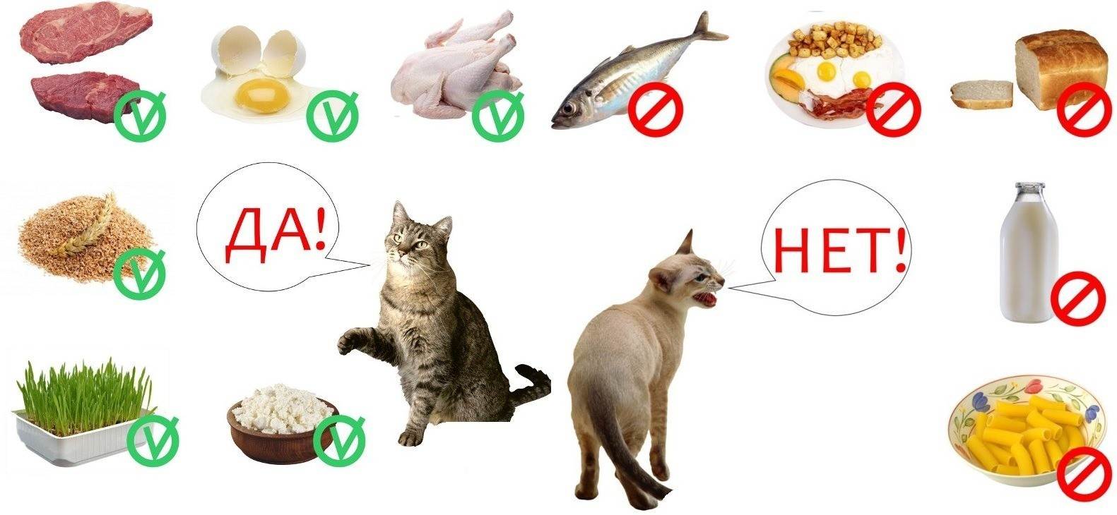 Сравнение кормов для кошек по составу при помощи таблиц и анализаторов