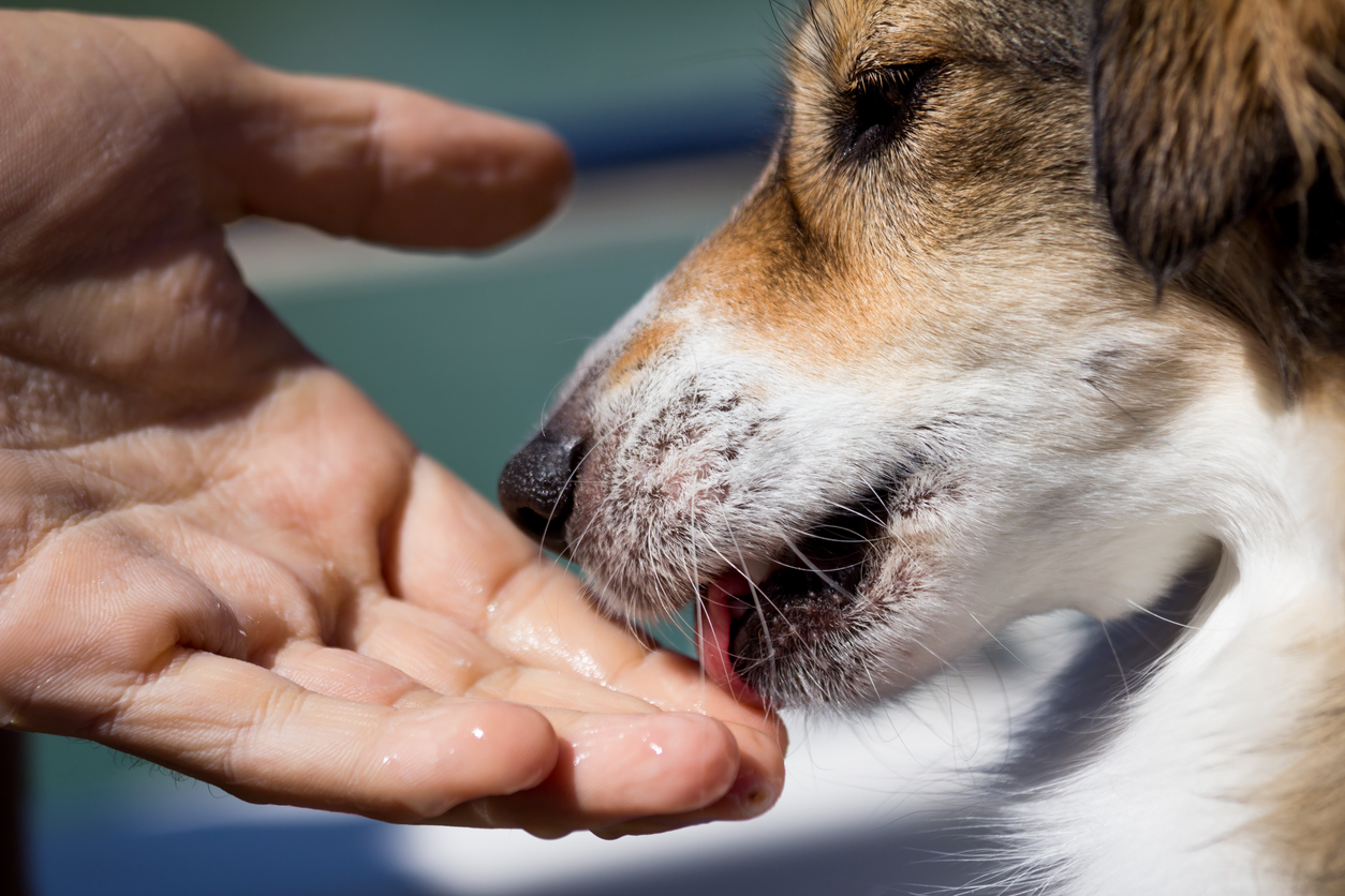 Почему собака лижет руки