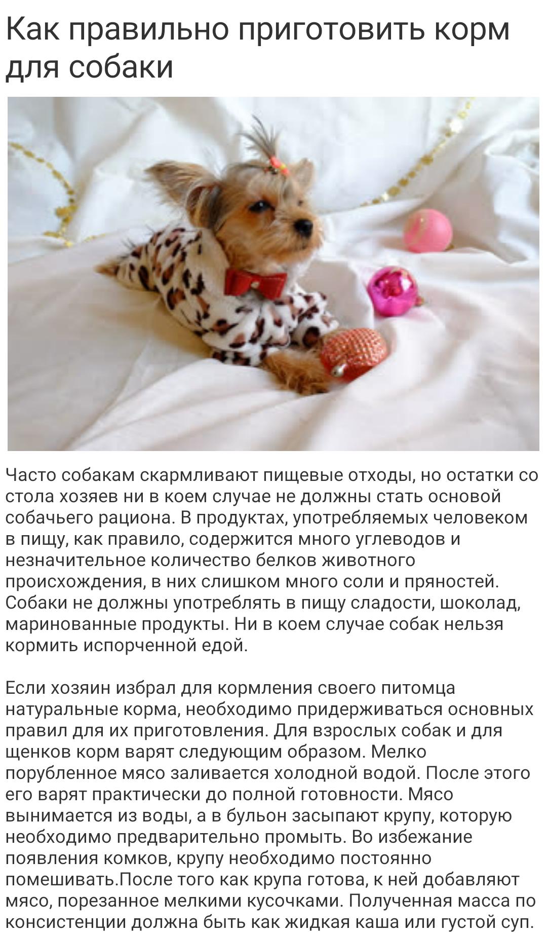 Чихуахуа: уход и содержание собаки в домашних условиях и в квартире, а также как ухаживать, содержать и чем кормить щенка