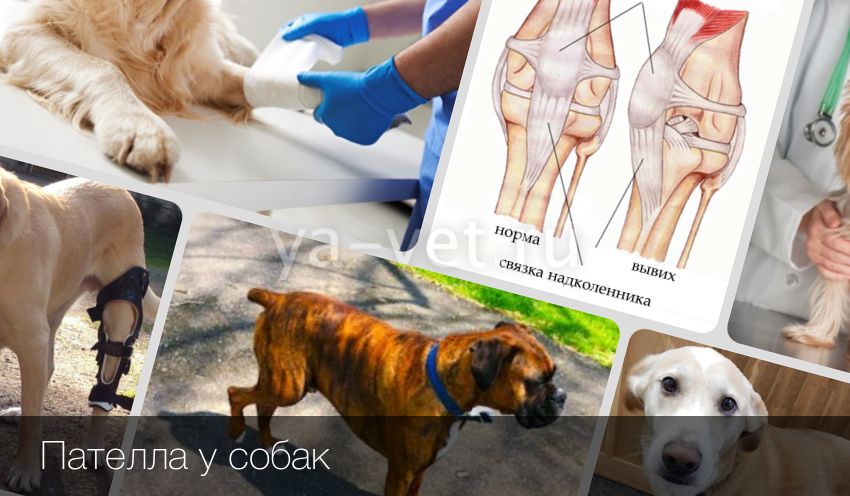 ᐉ вывихи - как лечить у собак - ➡ motildazoo.ru