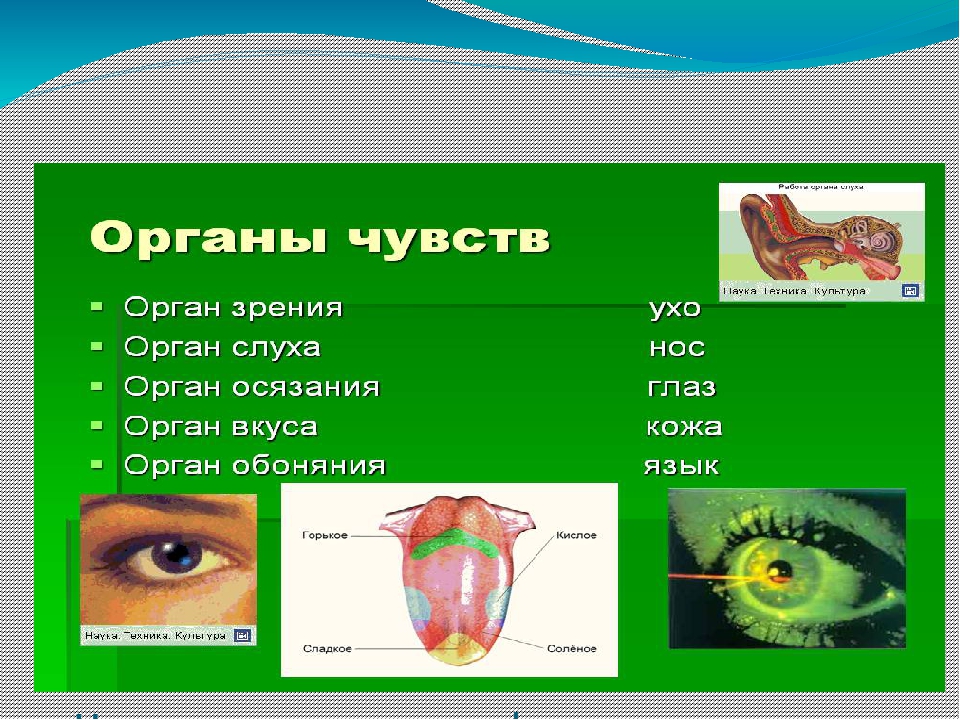 Органы чувств у кошек: зрение, обоняние, осязание, вкус, слух, вестибулярный аппарат