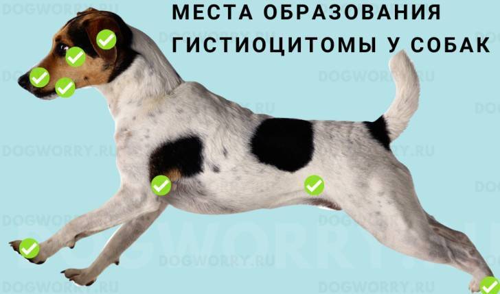 Гистиоцитоз х. причины, симптомы и лечение!