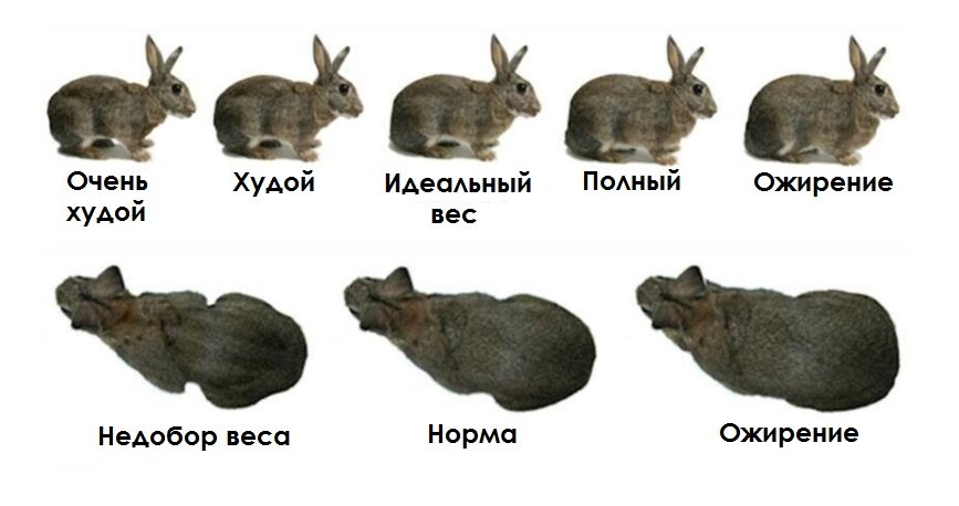 Как назвать кролика ? девочку и мальчика — лучшие имена 2020 года
