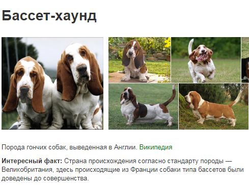 Порода собак бассет-хаунд: фото, описание характер