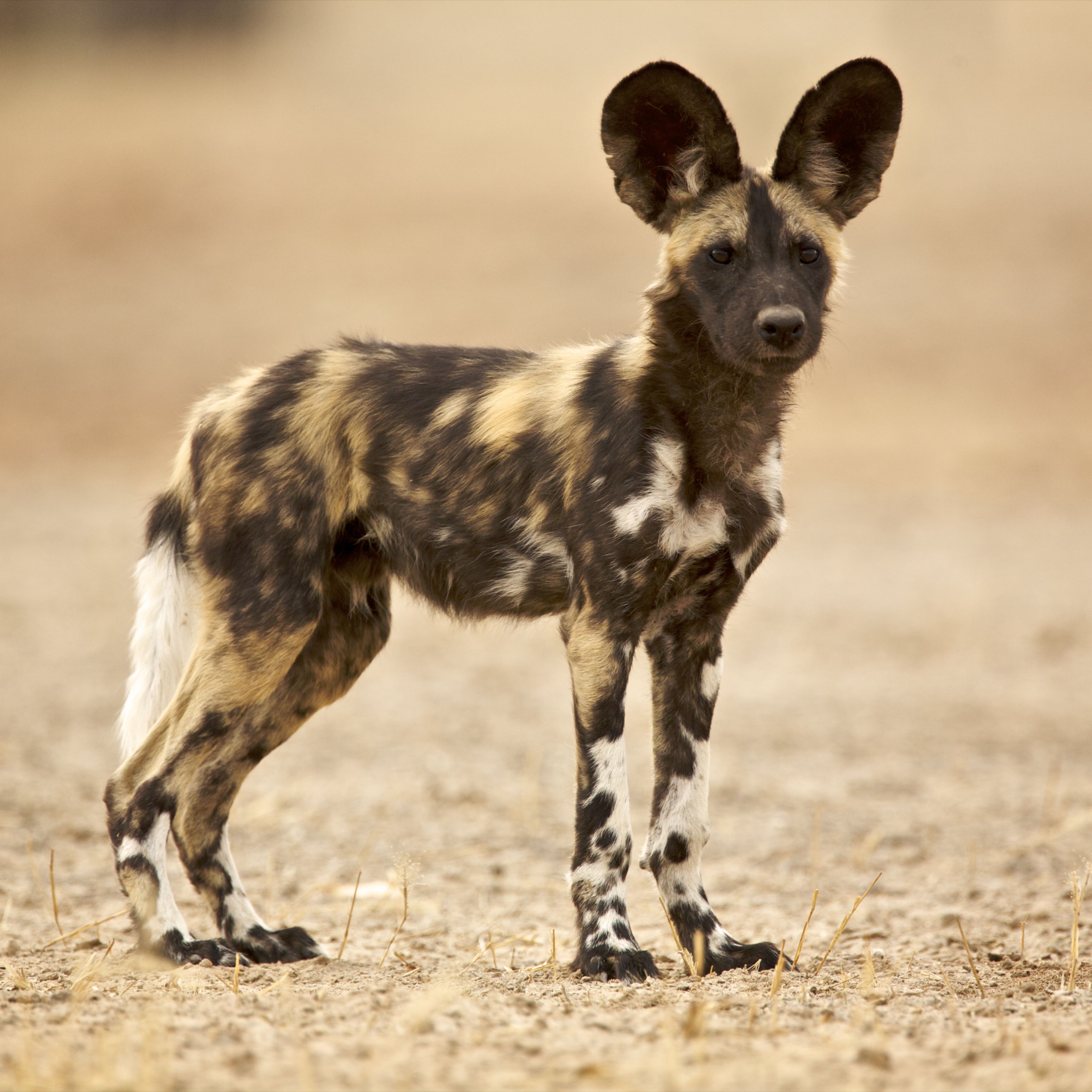 Гиеновидная собака - описание животного, охота и фото щенков, где обитает и чем питается