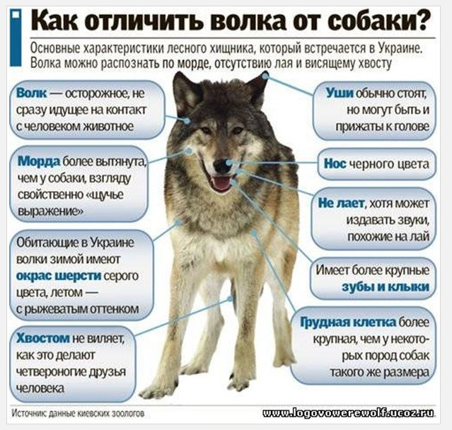 Чем волчонок отличается от щенка. как отличить волка от собаки. общая характеристика вида