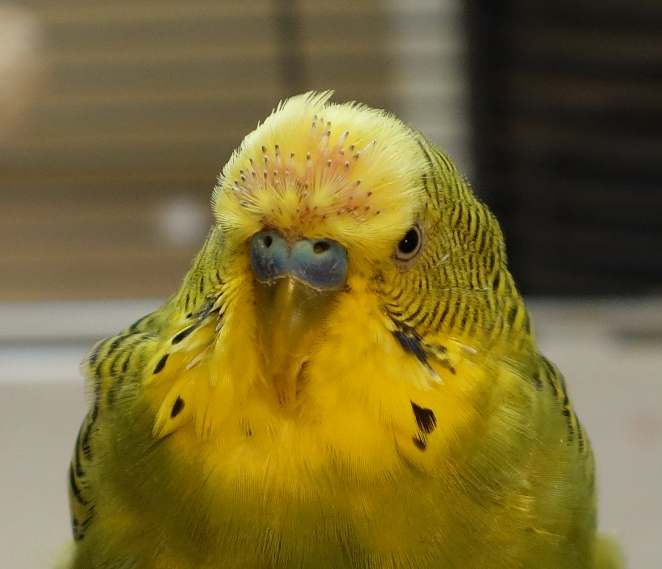 Линька у волнистых попугаев: когда происходит первый раз, сколько длится, в какое время года, симптомы и как часто бывает