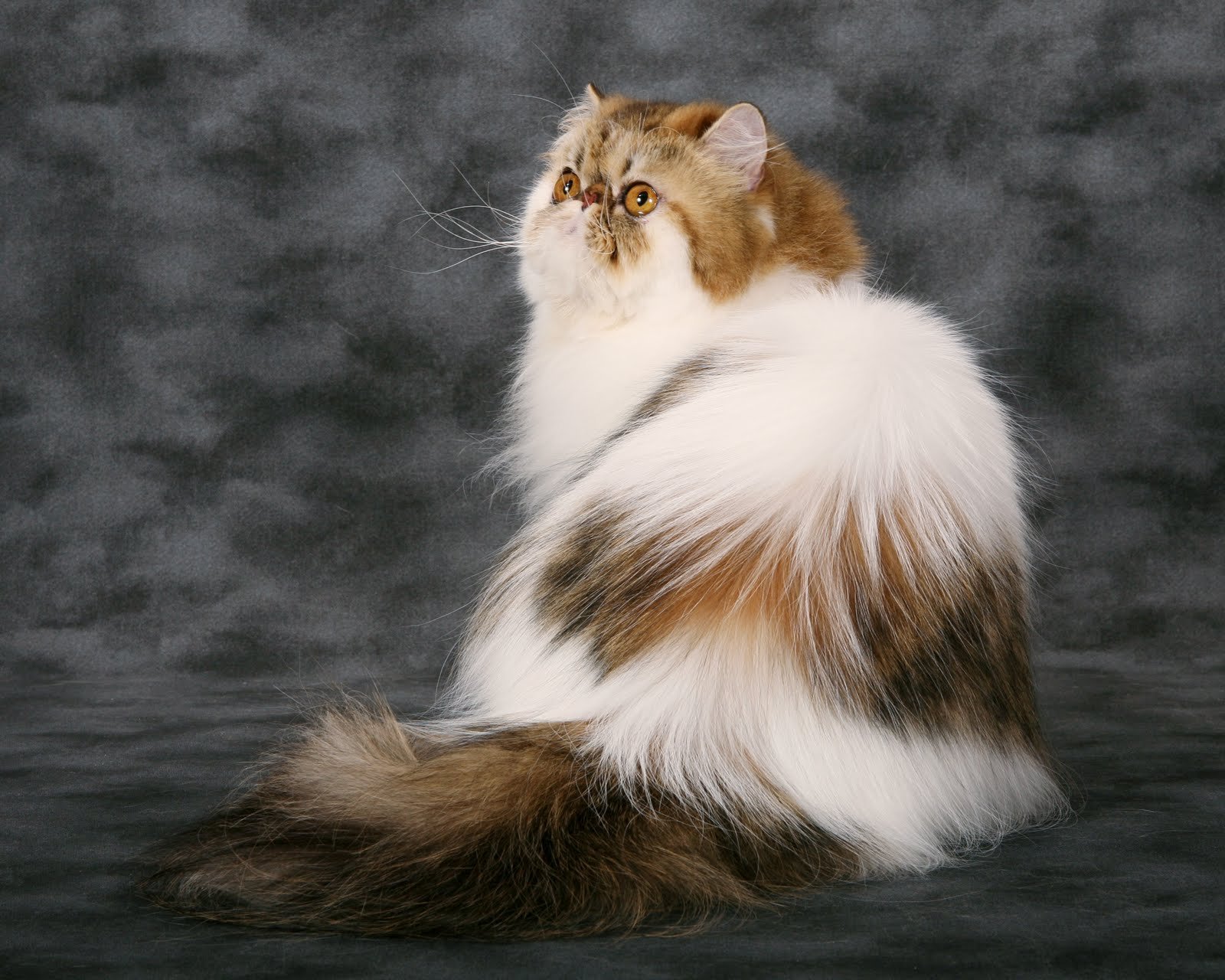 Самые пушистые породы кошек: названия, рейтинг, фото