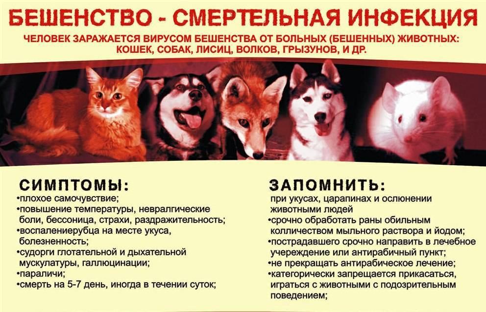 Укус кошки - опасно это или нет и первая помощь при укусе