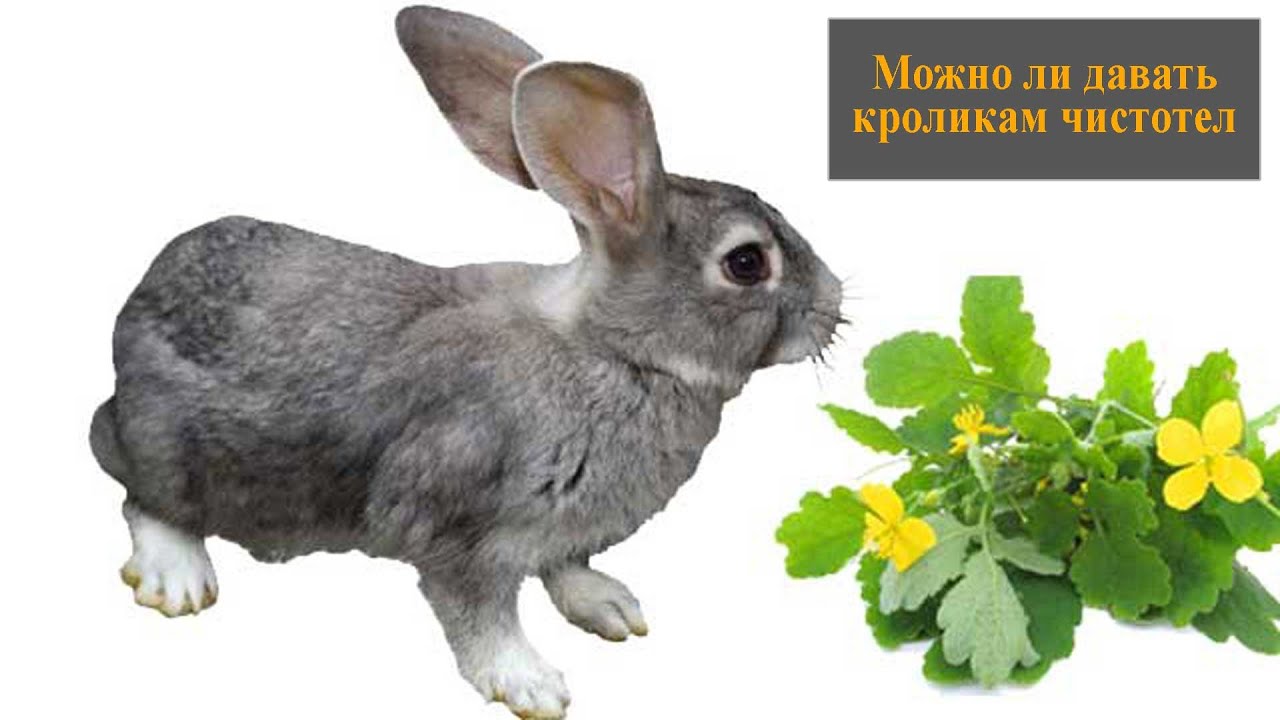 Можно ли кроликам давать чистотел