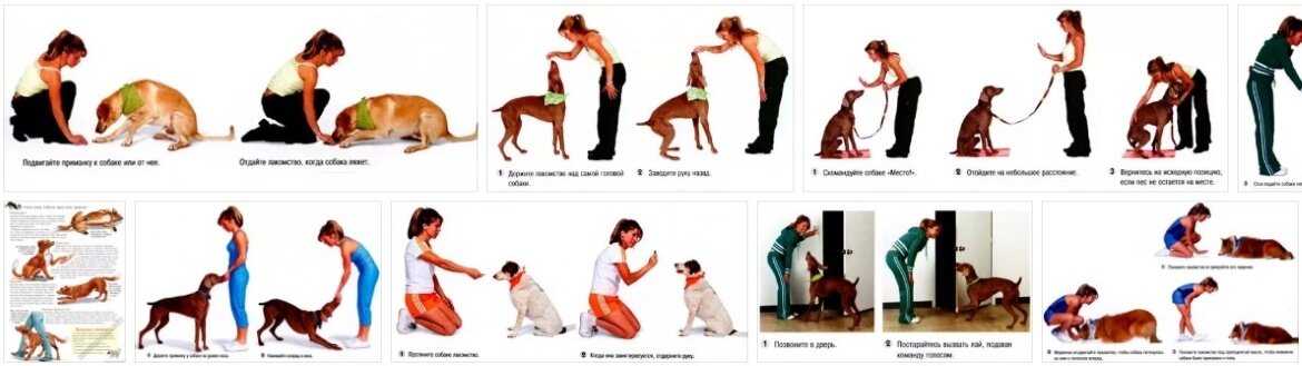 Команды для собак: список, обучение в домашних условиях