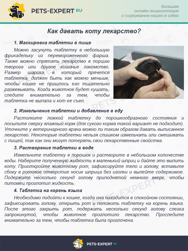 Как дать кошке таблетку, можно ли добавлять медикаменты в еду и питье