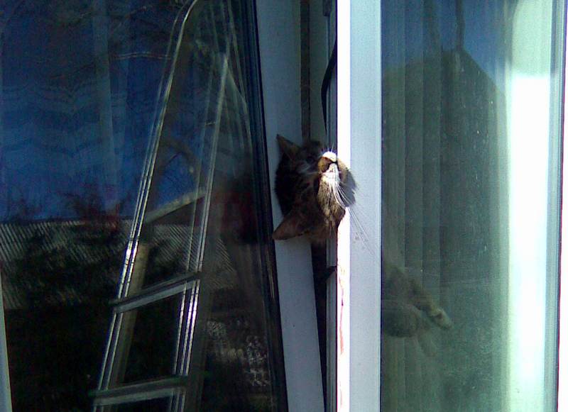 Что делать, если кошка выпала из окна