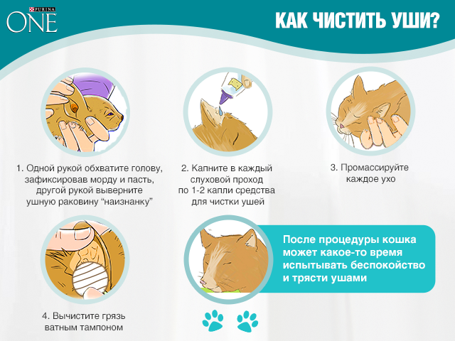 Как почистить уши кошке, коту, котенку в домашних условиях, ушной клещ (отодекоз) - симптомы, лечение