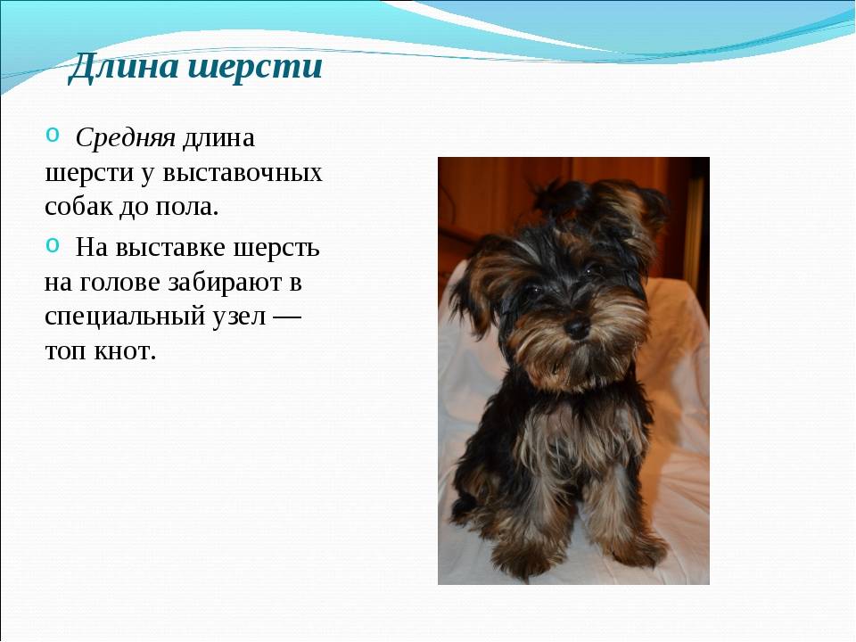 Бивер – йоркширский терьер: описание, уход, отличия от йорка. все о породе биро йорк характер и поведение