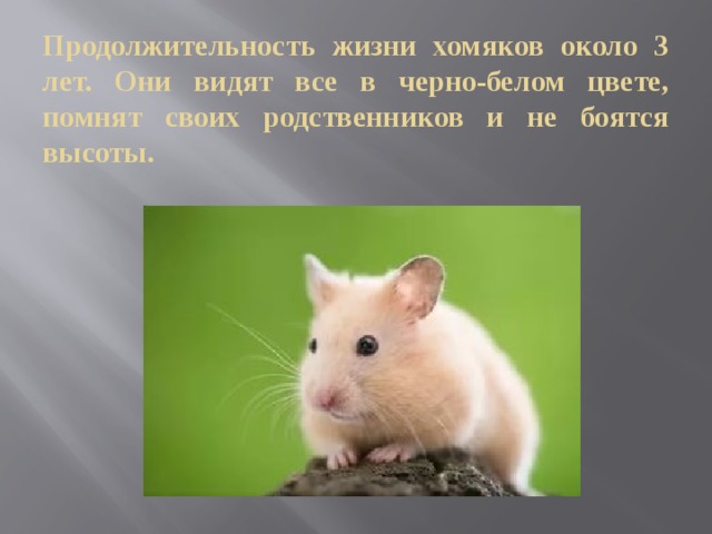 Сколько живут хомяки в домашних условиях