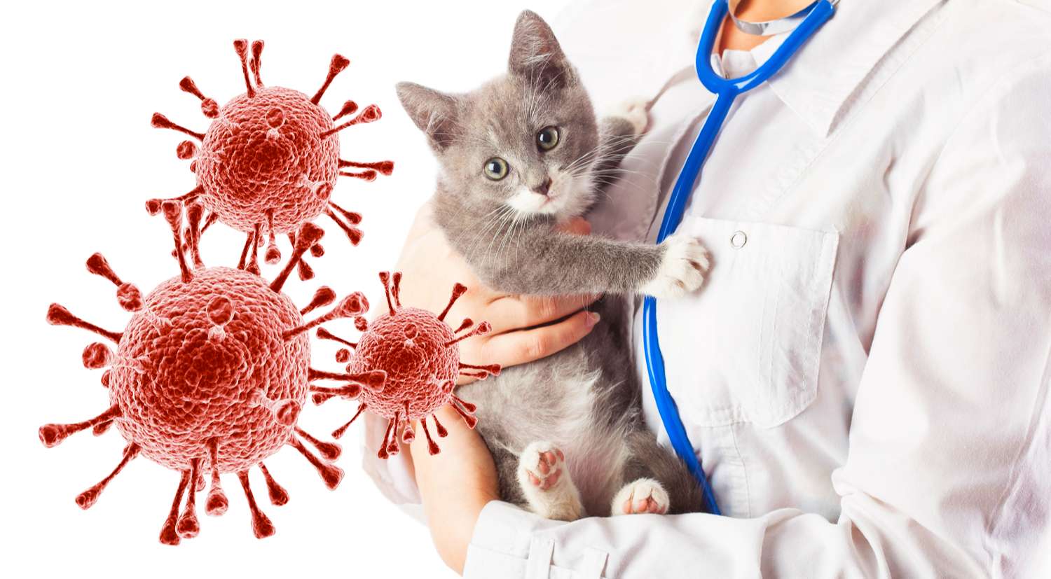 Перитонит у кошек:  симптомы и лечение вирусного заболевания