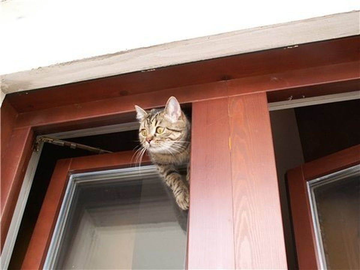 Как кошки защищают дом от негатива?