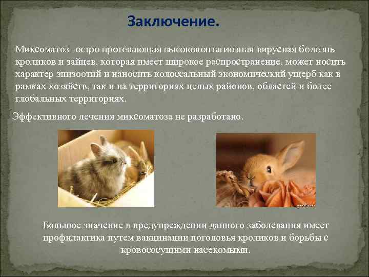 Миксоматоз у кроликов лечение в домашних условиях