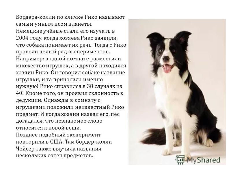 Бордер-колли: подробное описание породы от а до я (характер, внешний вид, повадки, уход, питание, интересные факты)