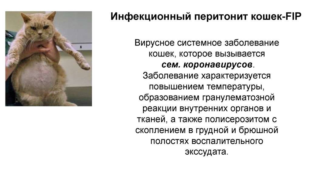 Перитонит у кошек: симптомы, разновидности, излечим ли вирусный перитонит у кошек и котят