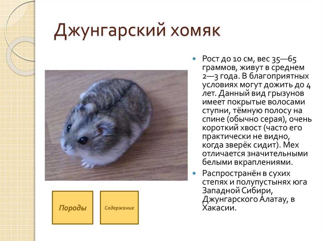 Как живут хомяки в дикой природе?