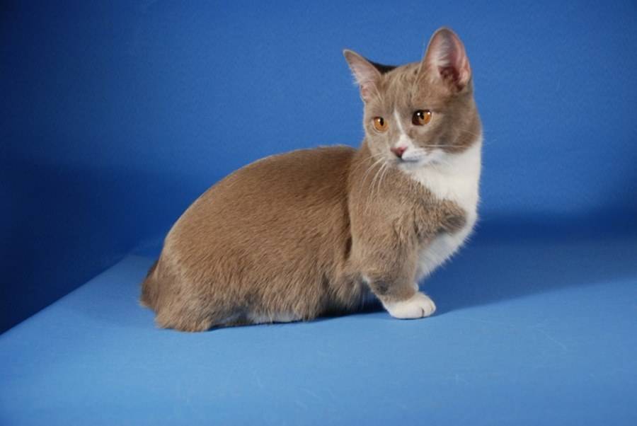 Манчкин кошка фото породы и описание кошек с короткими лапками