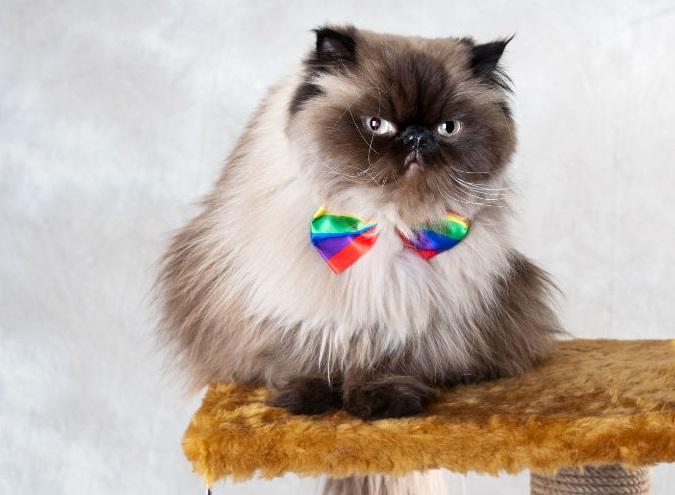 Гималайская кошка фото описание породы, характер, достоинства и недостатки
