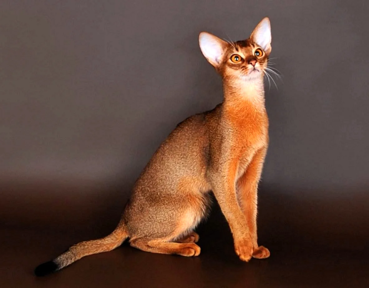 Густая короткая шерсть. Абиссинская кошка. Кошка Египетская абиссинец. Ориентальные абиссинцы. Абиссинская кошка пятнистая.