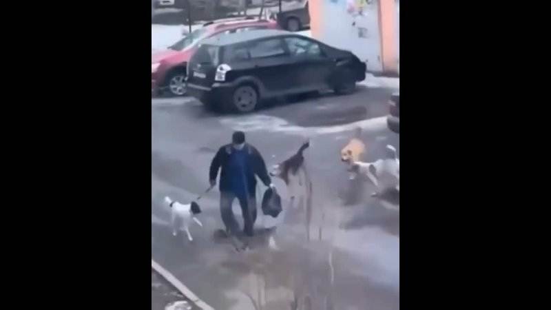 Котенок домино смог выжить после нападения собаки