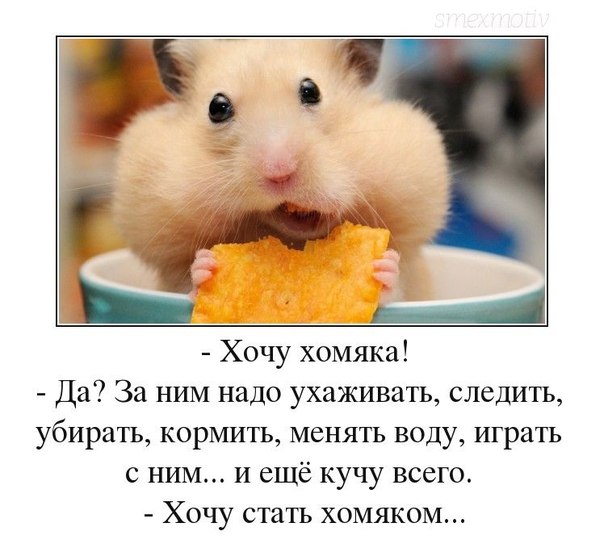 Как узнать спячка или оцепенение у домашнего хомяка?