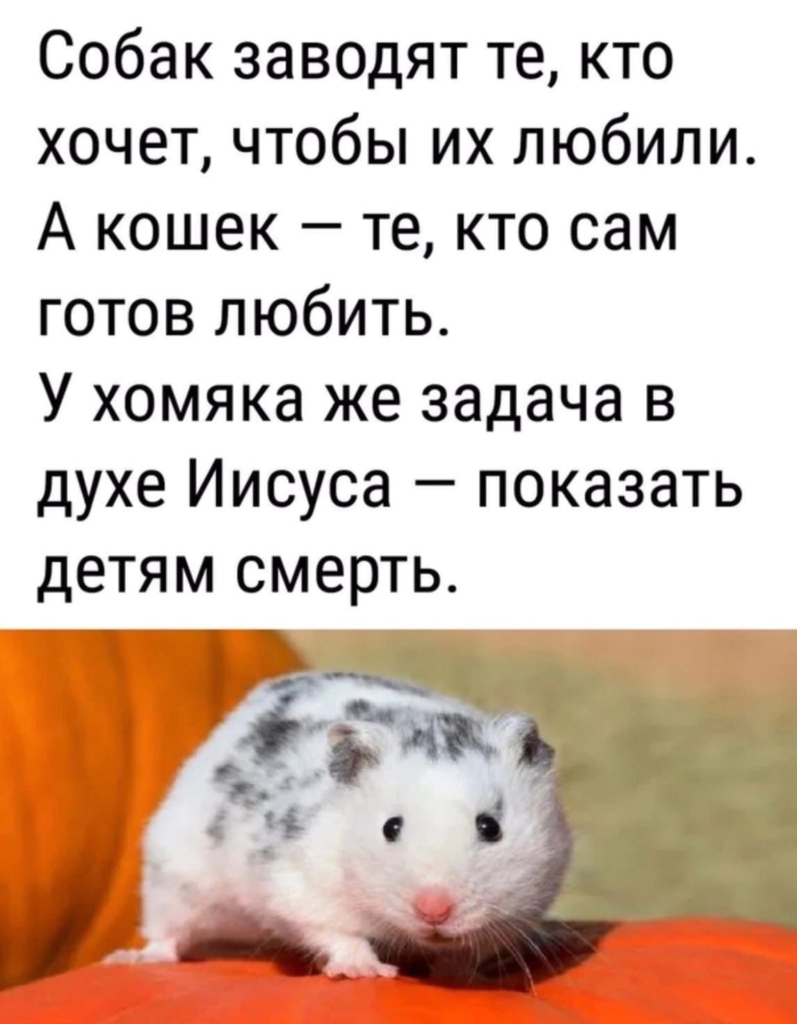 Как понять, что хомяк умирает, и что делать