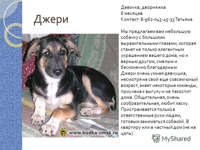 Клички для собак дворняжек мальчиков и девочек: как назвать щенка русским и красивым именем? как назвать породистого питомца по родословной?