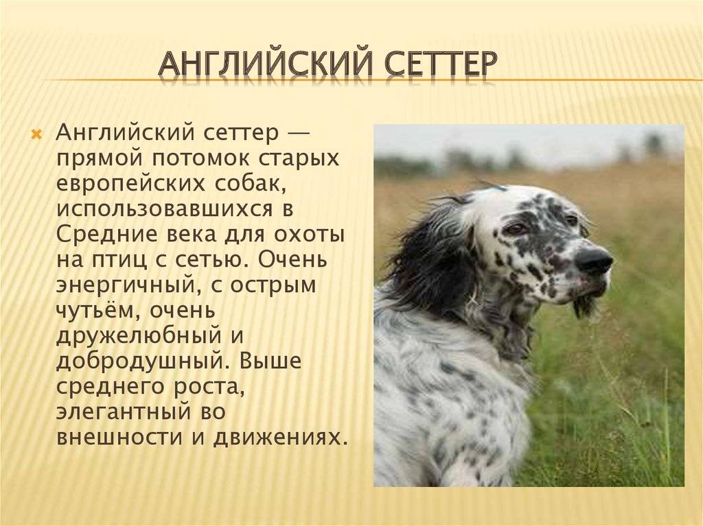 Терьеры: все о собаках, описание группы, популярные породы.