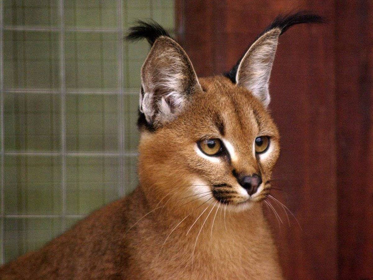 Мышиный котик: характеристика внешности кота и поведение пород кошек с большими ушами